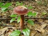 Tylopilus badiceps image