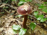 Tylopilus badiceps image