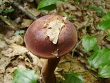 Tylopilus badiceps image