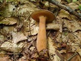 Tylopilus badiceps image