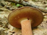 Tylopilus badiceps image