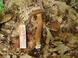 Tylopilus badiceps image