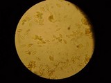 Tylopilus badiceps image