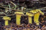 Cantharellus formosus image