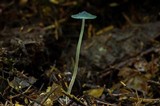 Mycena amicta image