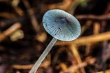 Mycena amicta image