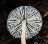 Mycena amicta image