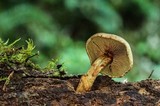 Gymnopilus punctifolius image