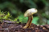 Gymnopilus punctifolius image