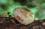 Gymnopilus punctifolius image