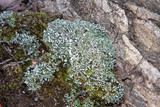 Cladonia apodocarpa image