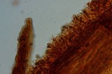 Gymnopilus punctifolius image
