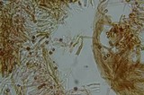 Gymnopilus punctifolius image