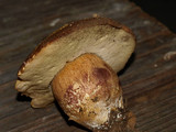 Boletus fibrillosus image