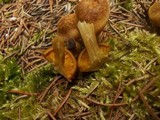 Tricholomopsis decora image