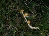 Protostropharia semiglobata image
