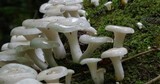 Pleurotus pulmonarius image