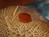 Boletus fibrillosus image