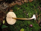 Entoloma formosum image