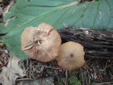 Entoloma formosum image