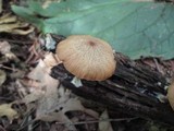 Entoloma formosum image