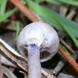 Inocybe ionocephala image