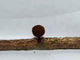 Phaeomarasmius erinaceus image
