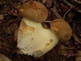 Boletus huronensis image