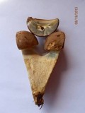 Boletus huronensis image