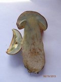 Boletus huronensis image