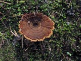 Coltricia cinnamomea image
