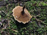 Coltricia cinnamomea image