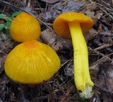 Humidicutis marginata var. concolor image