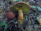 Suillus spraguei image