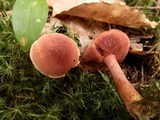 Chalciporus rubinellus image