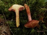 Chalciporus rubinellus image