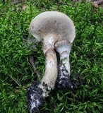 Suillus grisellus image