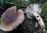 Lactarius mucidus image
