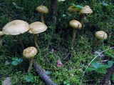 Suillus acidus image