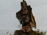 Micromphale arbuticola image