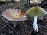 Russula paludosa image