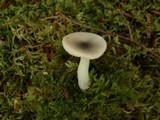 Russula fragilis image