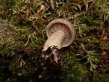 Lactarius affinis image