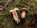Lactarius affinis image