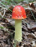 Amanita parcivolvata image