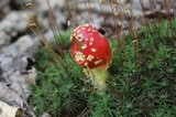 Amanita parcivolvata image