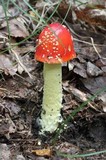 Amanita parcivolvata image