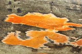 Ceriporia spissa image