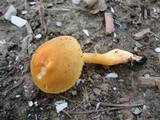 Humidicutis auratocephala image