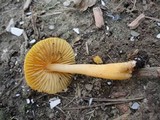Humidicutis auratocephala image